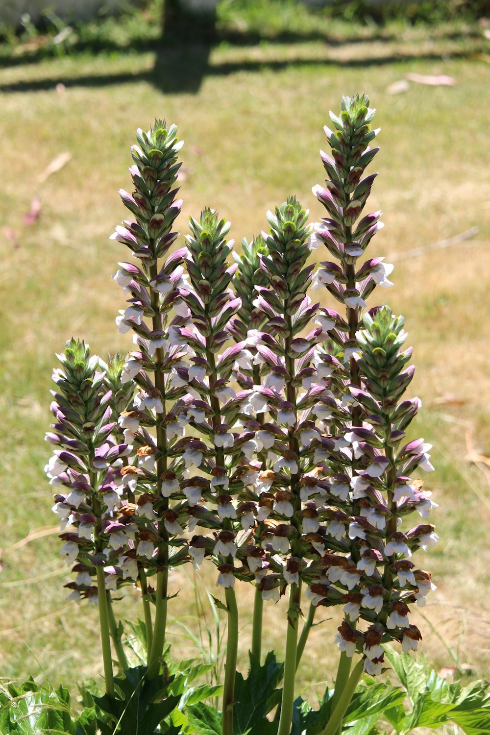 a close up of a plant in a field