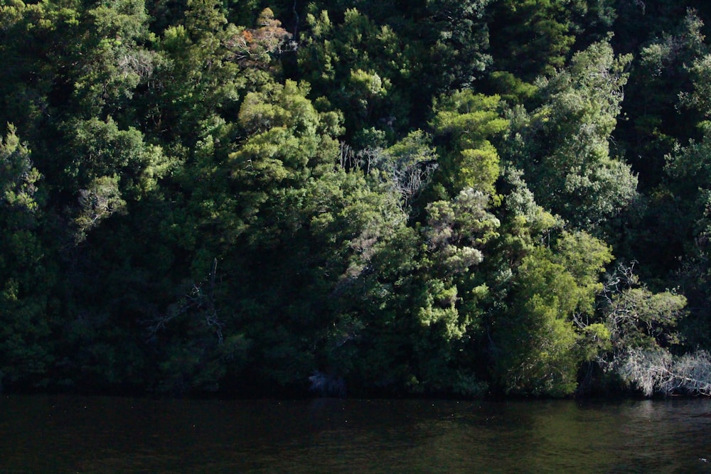 a body of water surrounded by lots of trees