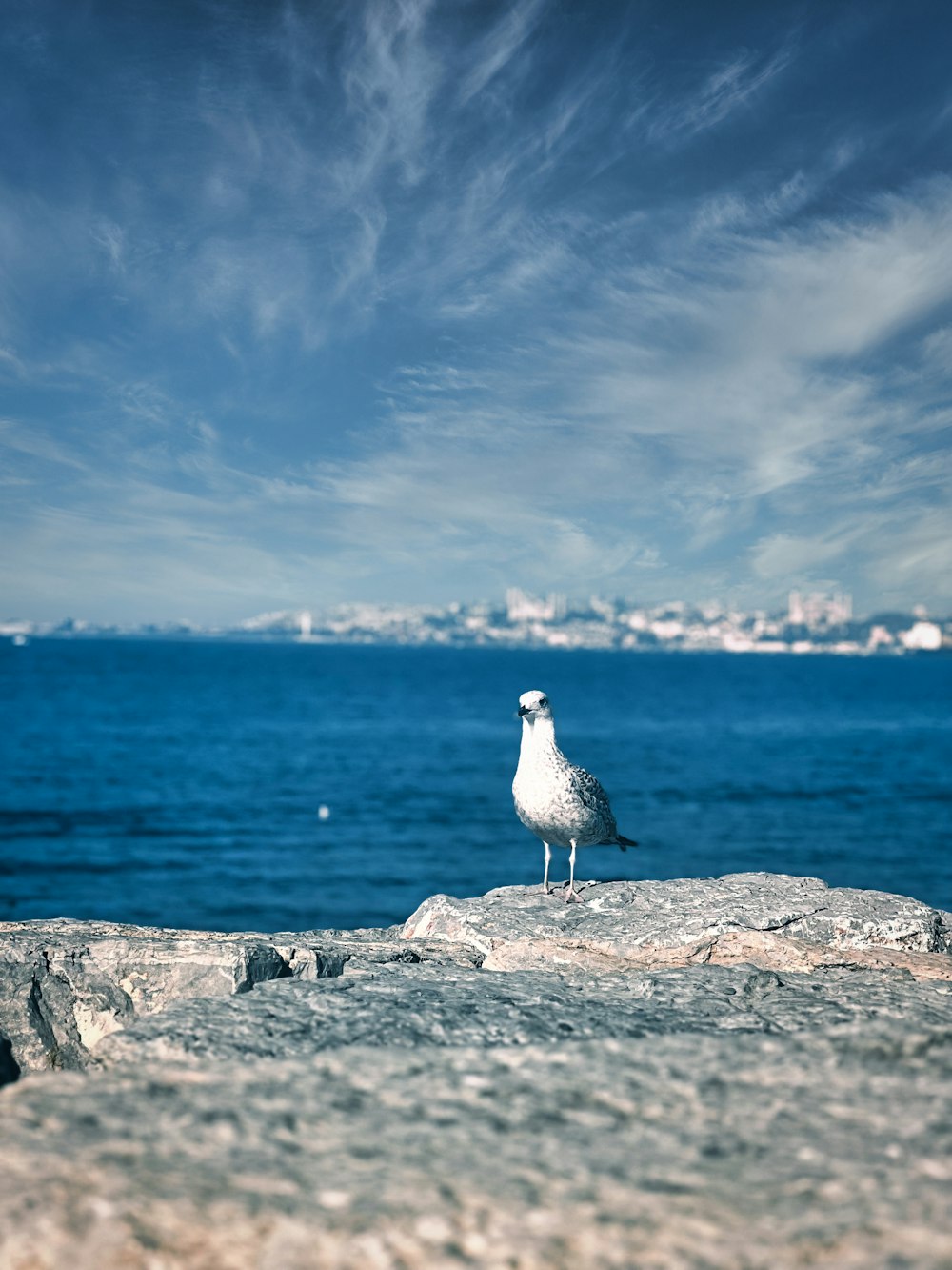 a seagull sitting on a rock near the ocean