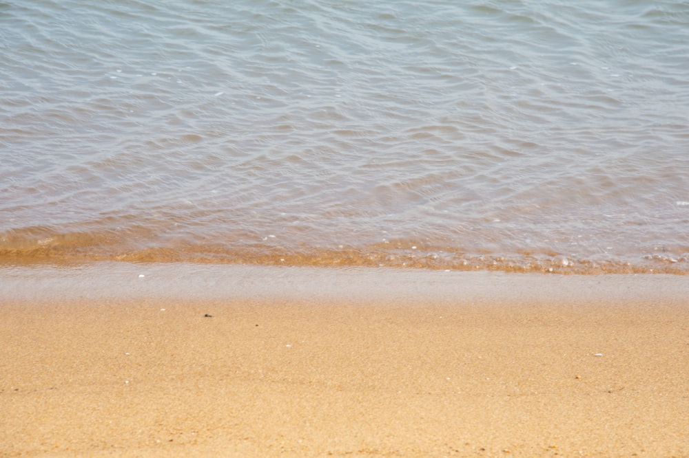 a bird standing on a beach next to the ocean