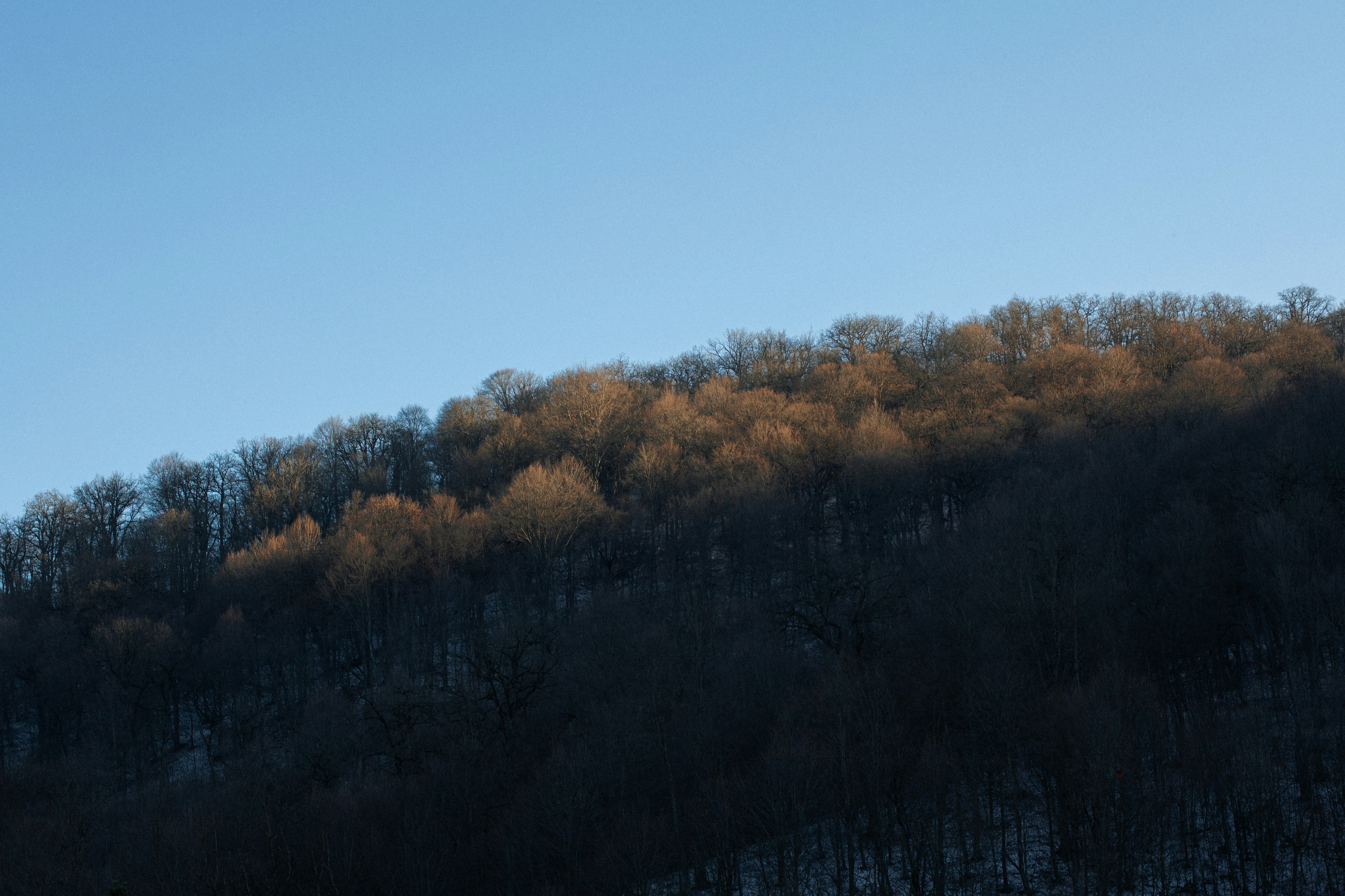 a hill with trees on the side of it 풍경 사진