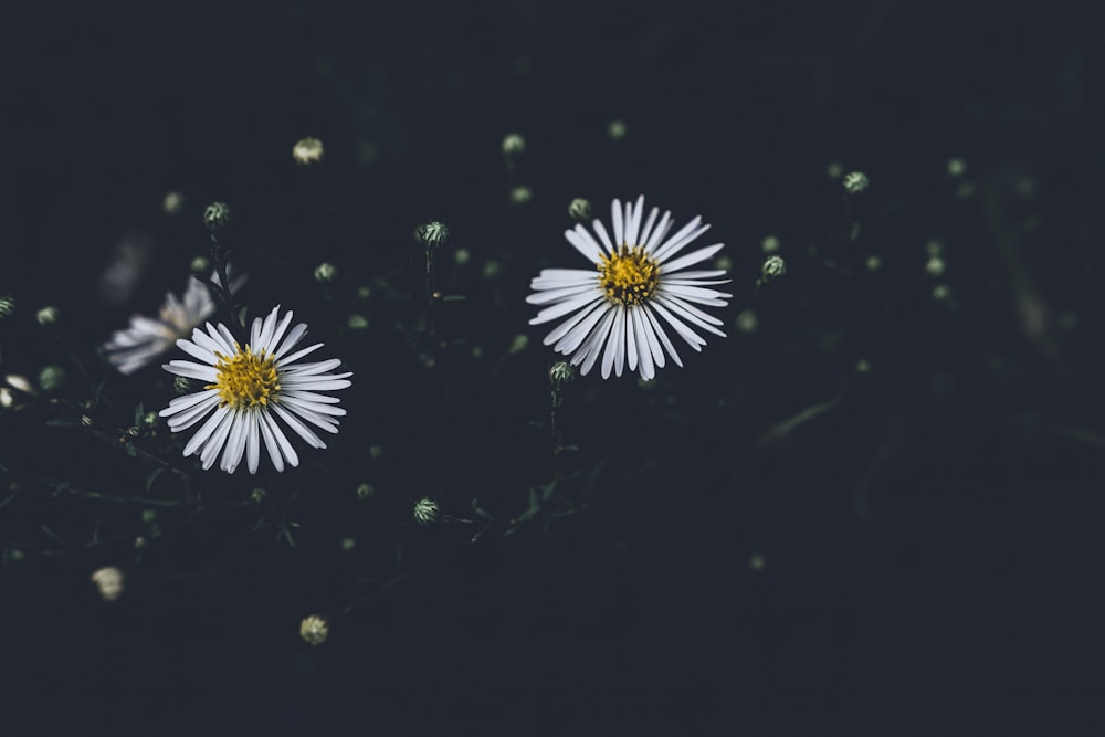 three white flowers with yellow centers on a black background