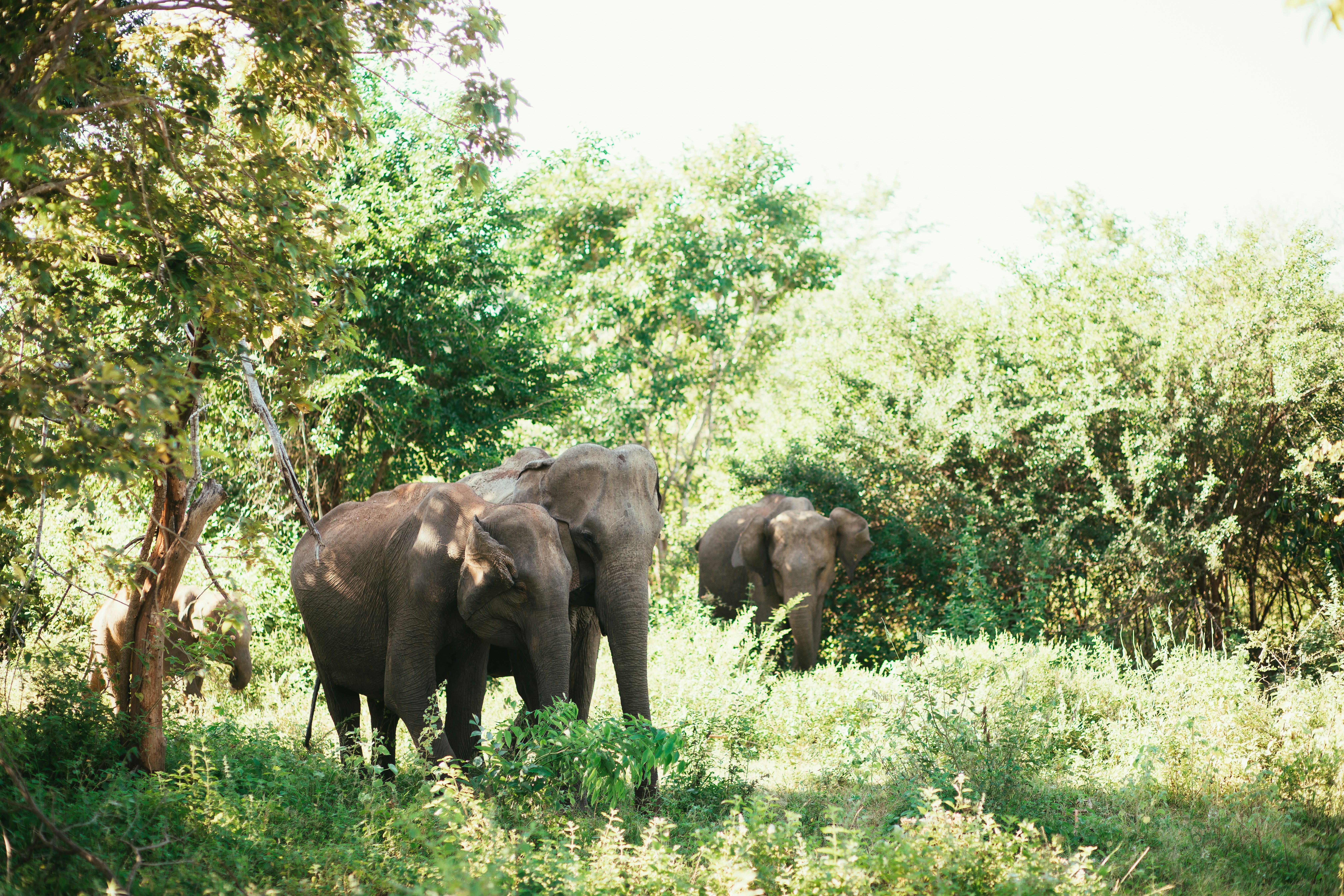 elephant hills thailand