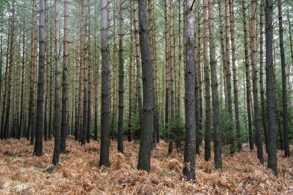 a forest filled with lots of tall trees