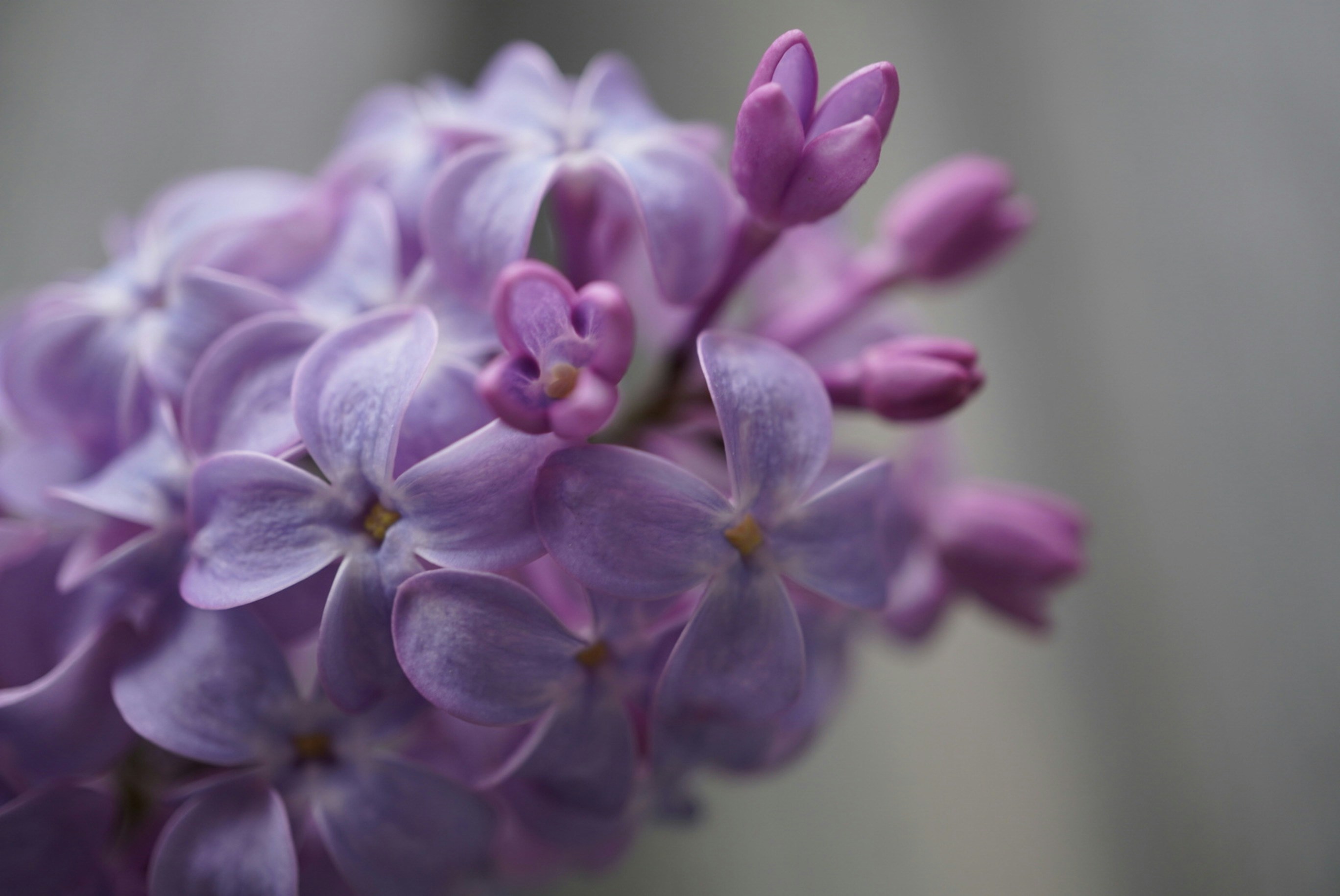 Photo by meri_vasilevski