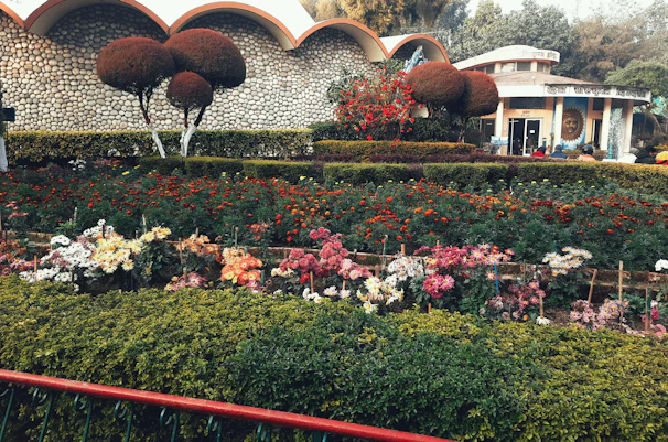 A vibrant home garden in Jeddah featuring colorful flowers and neatly trimmed bushes.
