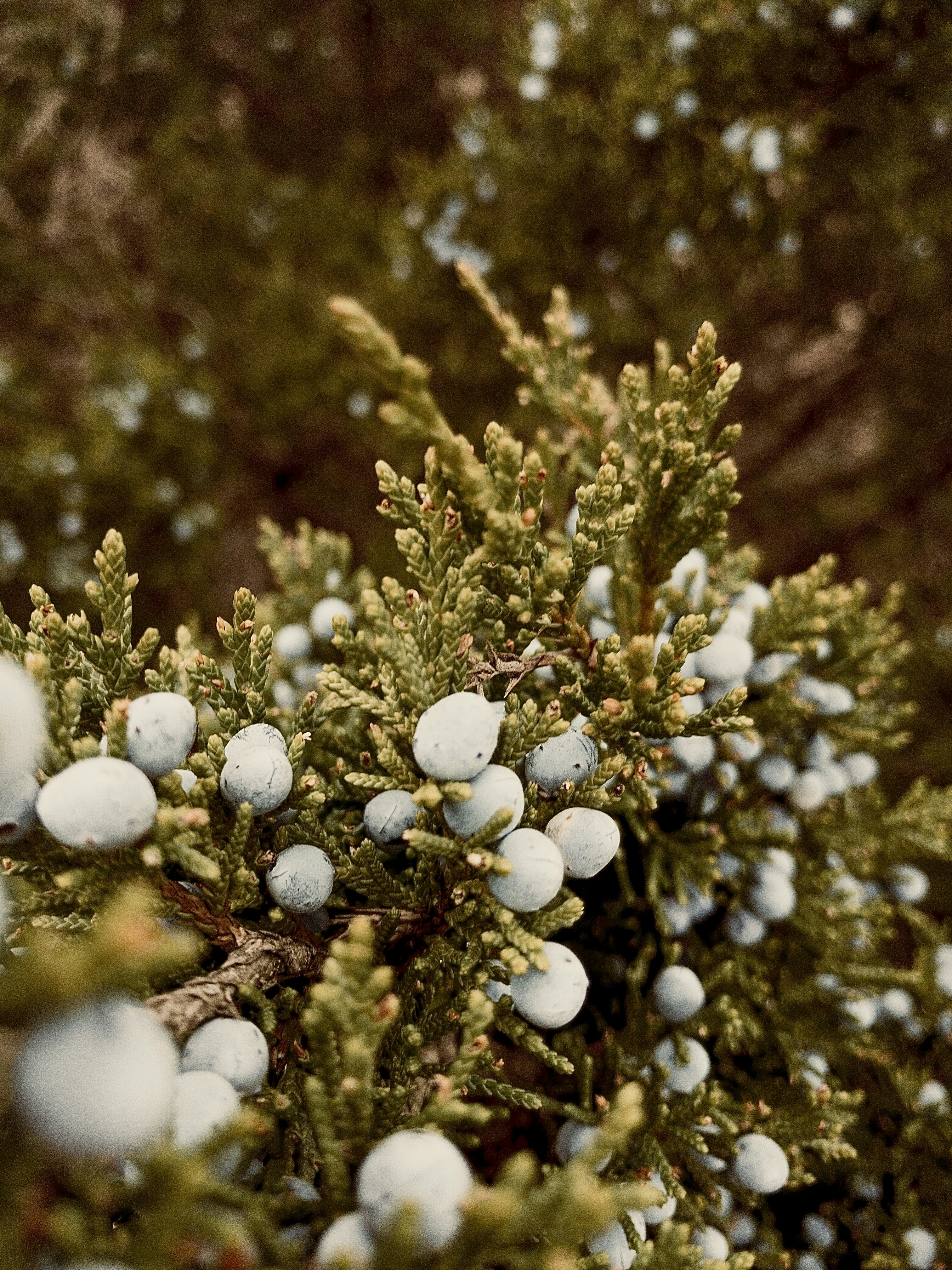 a close up of a tree with white balls on it photo Free Image on Unsplash