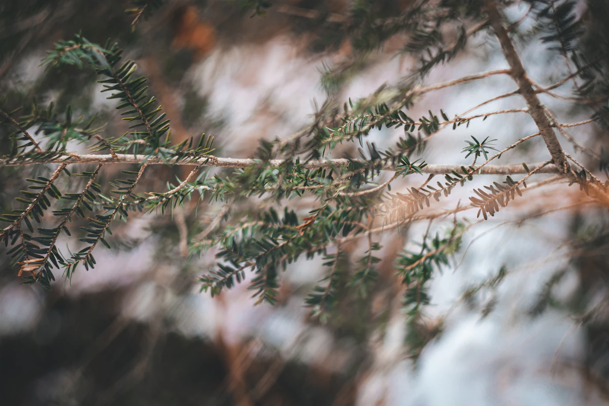 A close look at pine branches and needles.