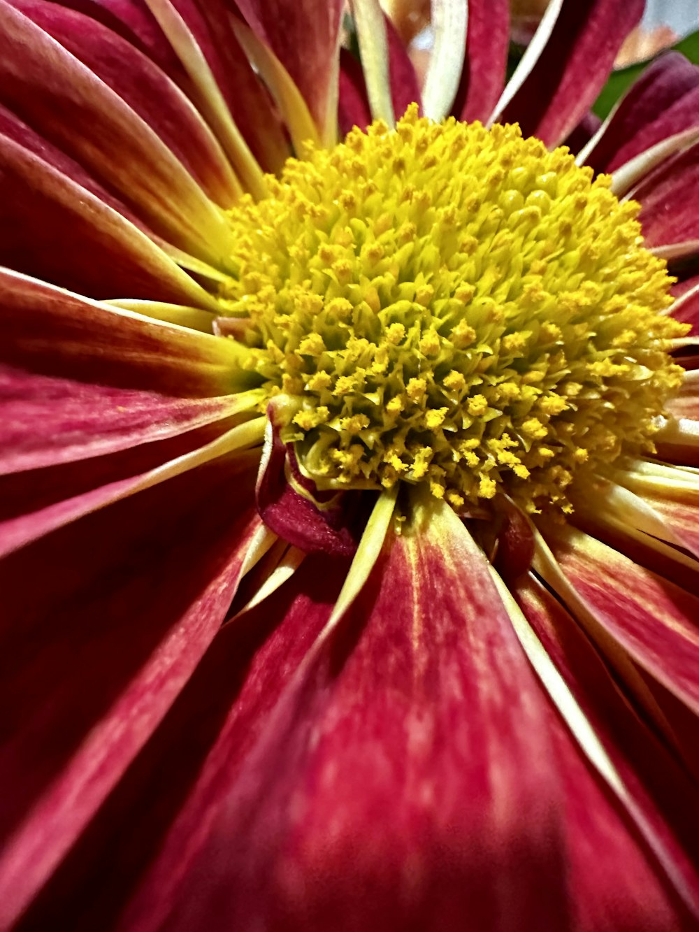 um close up de uma flor vermelha e amarela