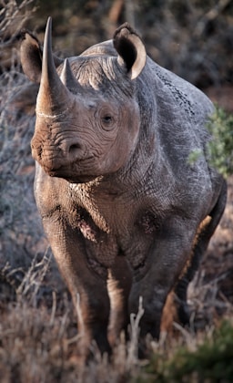a rhinoceros is standing in a field