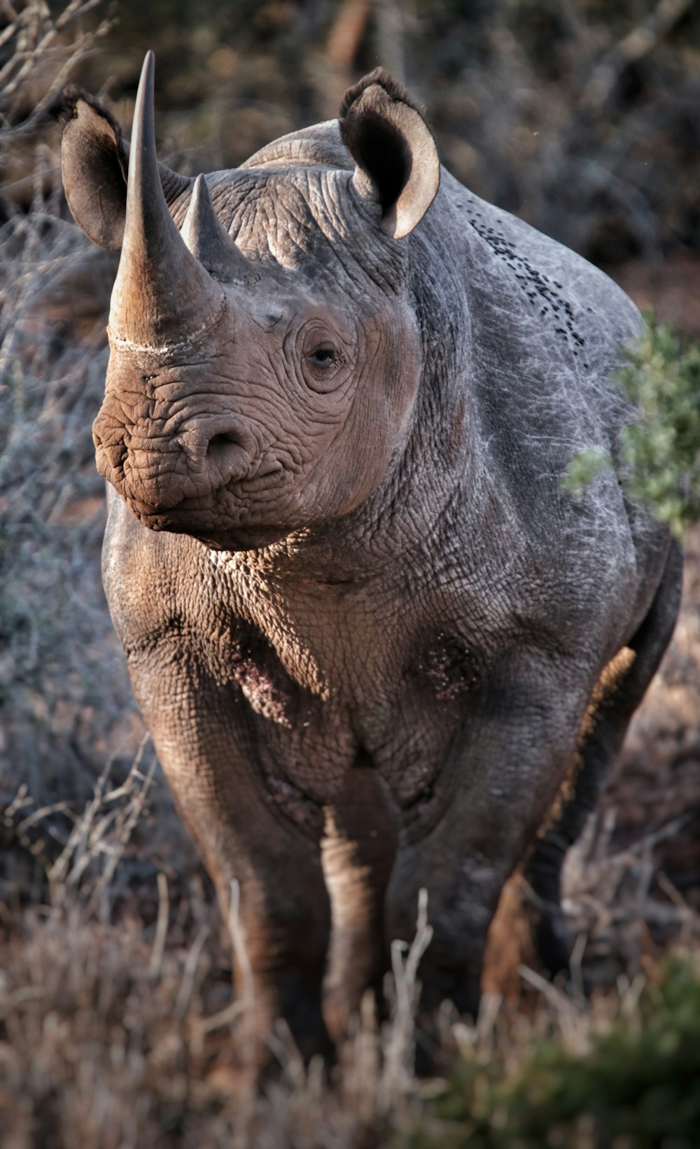 a rhinoceros is standing in a field