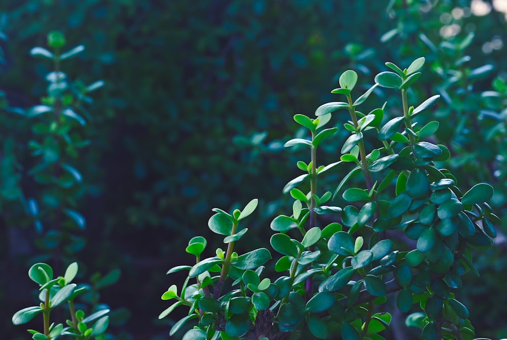 a close up of a bush with green leaves