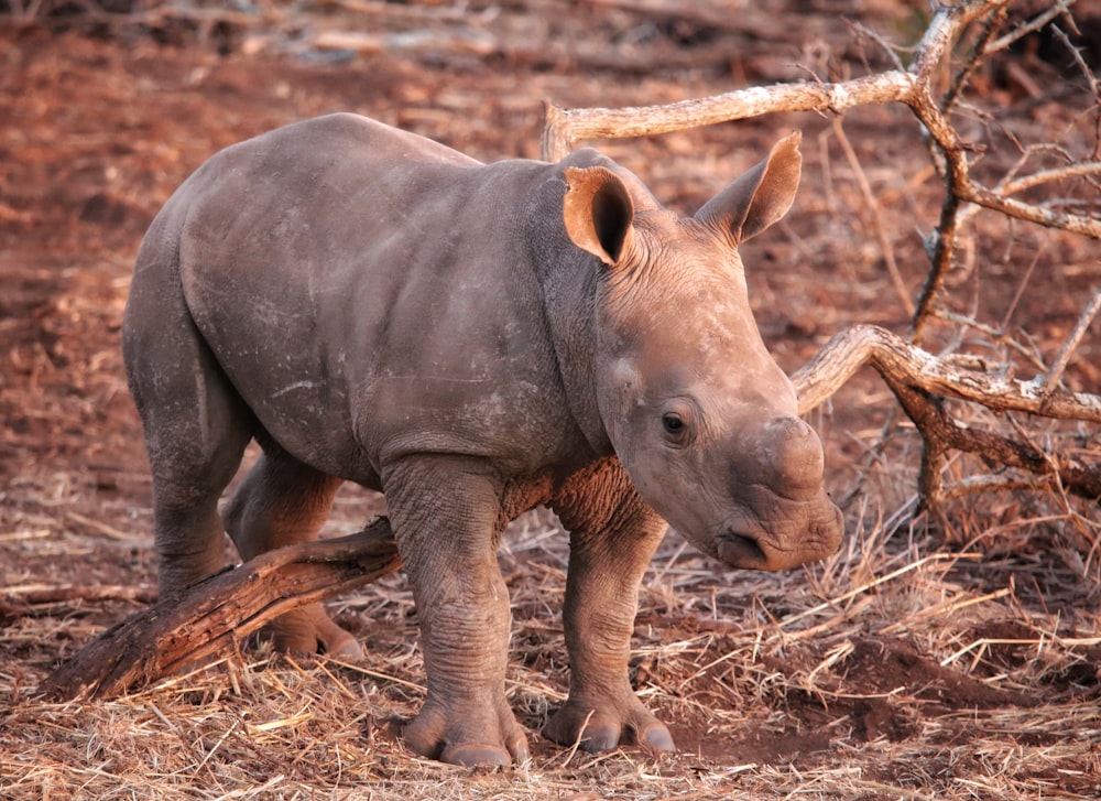 a rhinoceros standing in the dirt near a tree