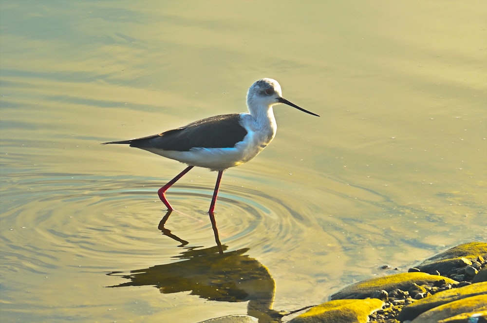 a white and black bird standing in a body of water