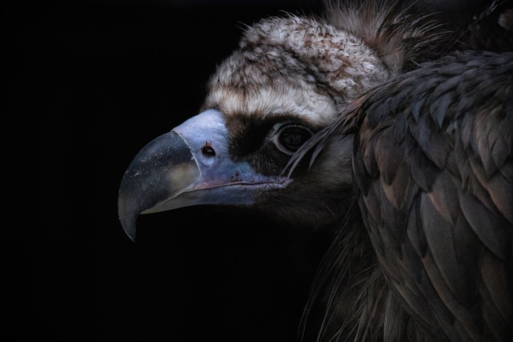 a close up of a bird with a black background