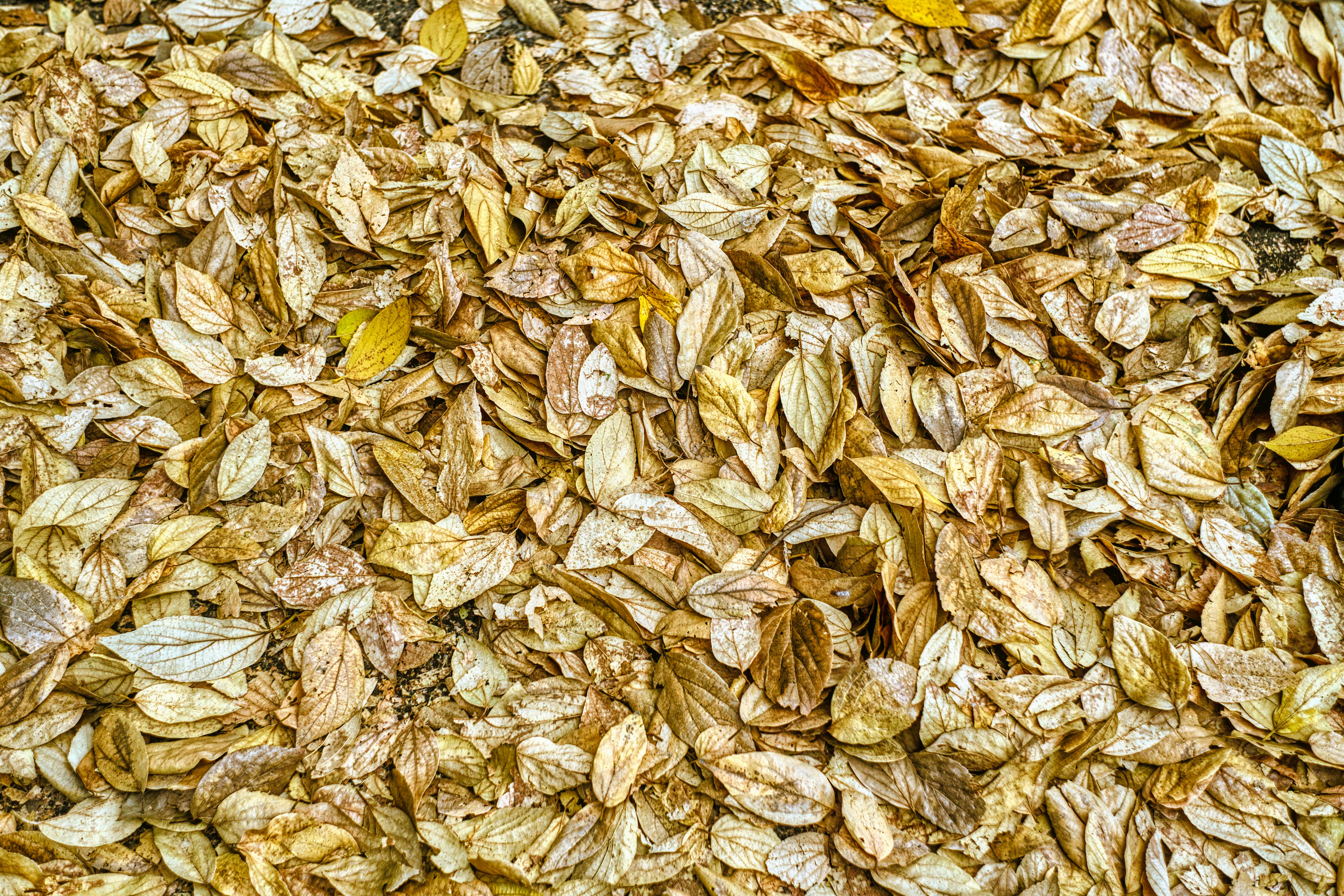 Photo by thomaskinto