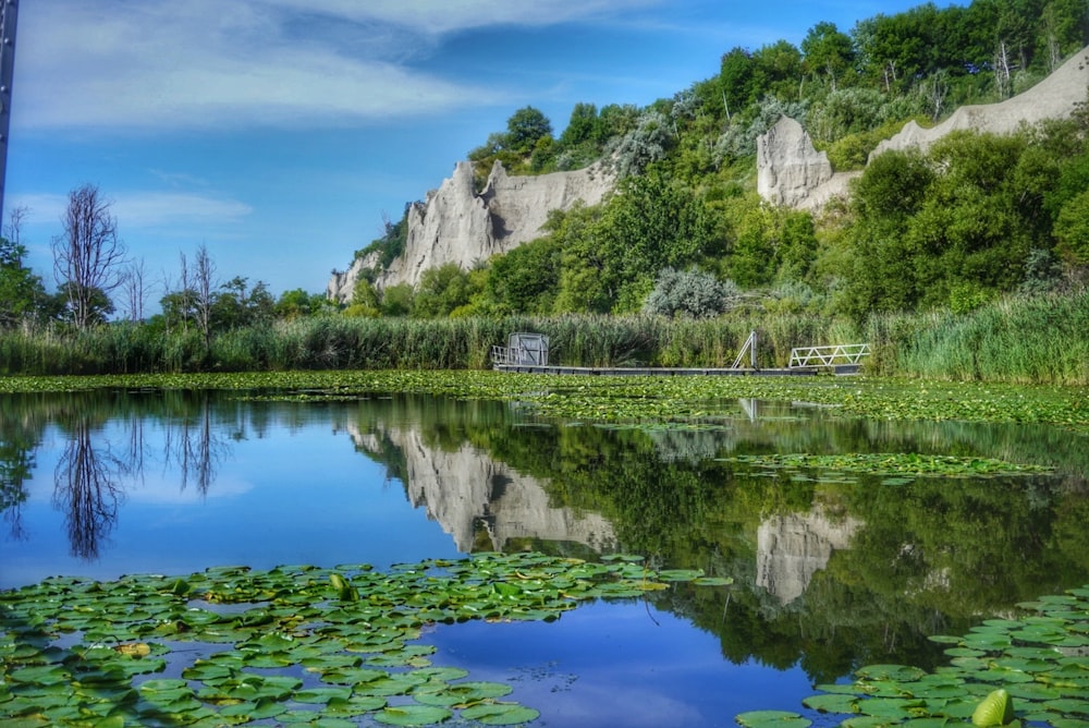 a body of water surrounded by a lush green forest