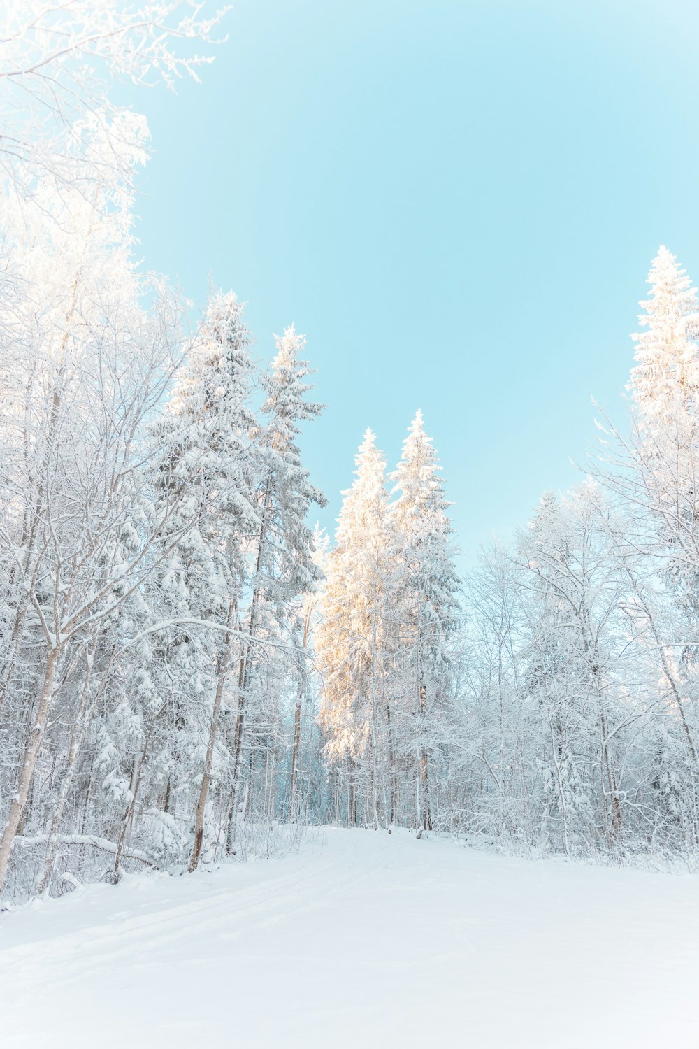 a snowy landscape with trees and a blue sky