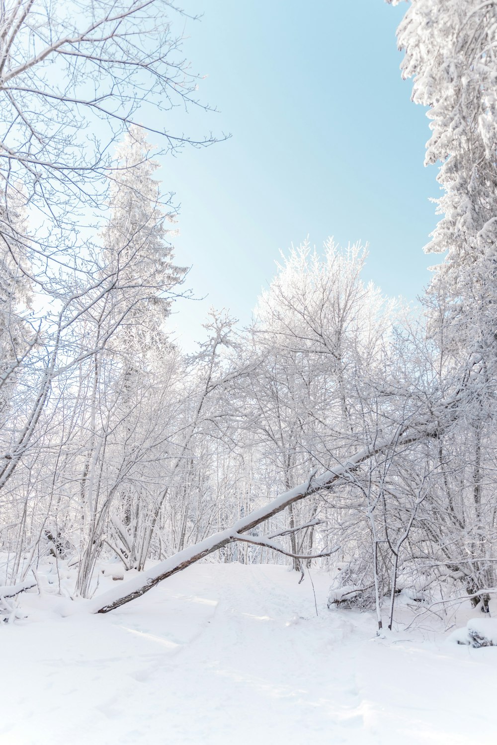 a person riding skis on a snowy surface