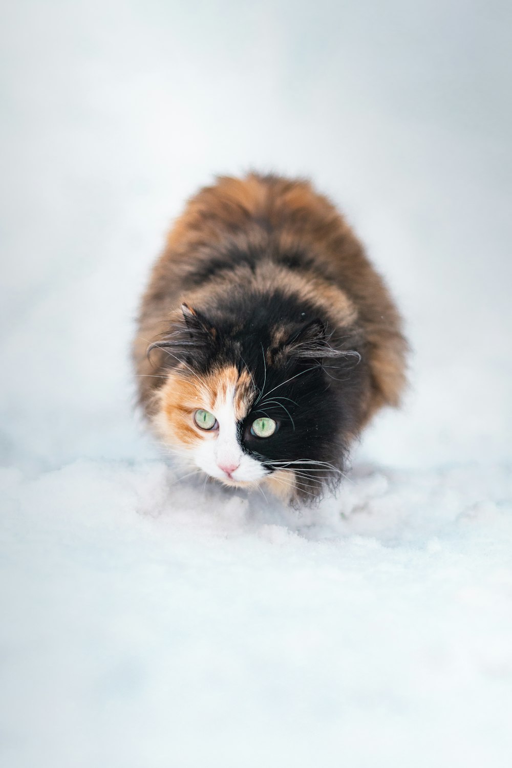 a cat with green eyes walking in the snow
