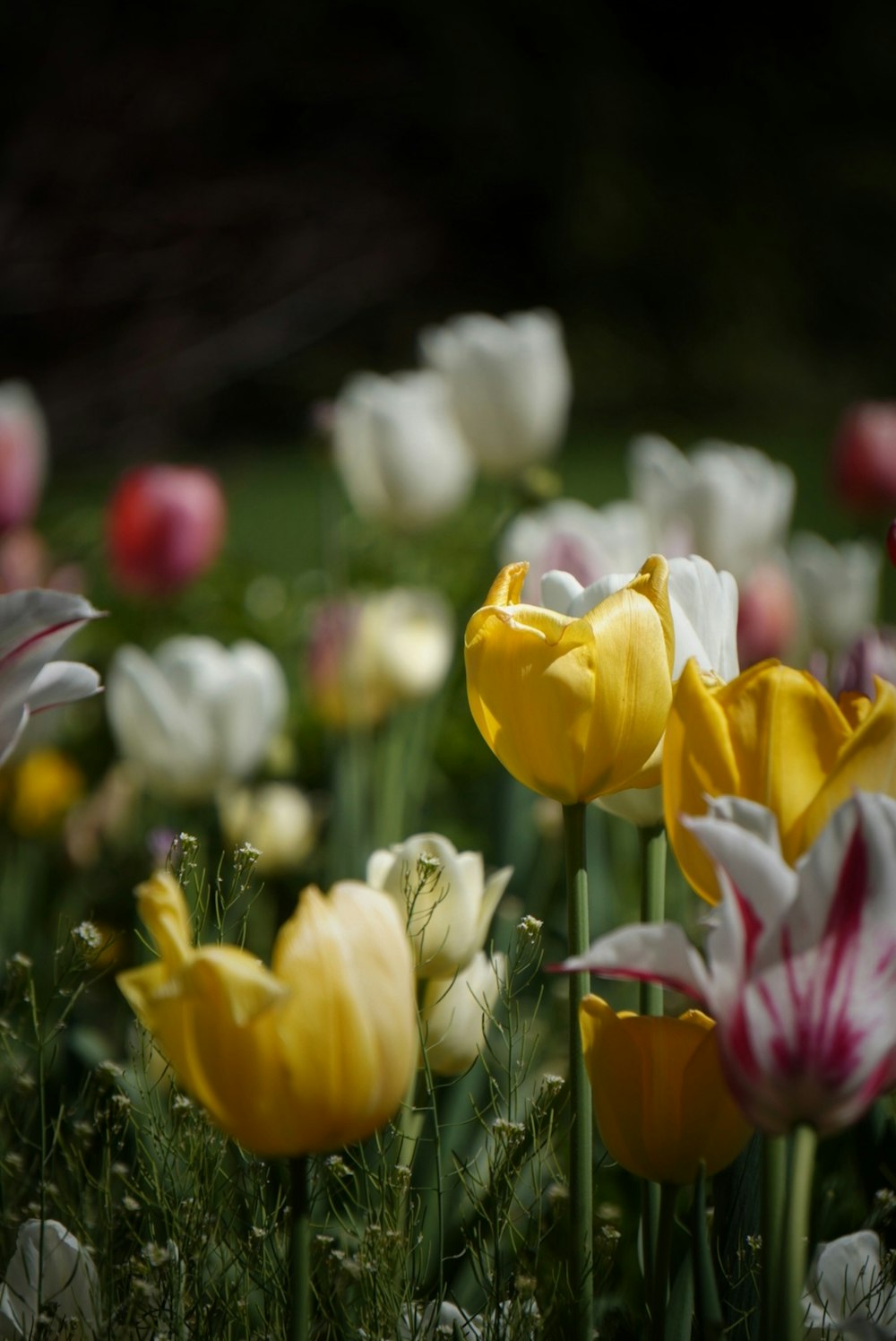 Un campo lleno de tulipanes de colores y otras flores