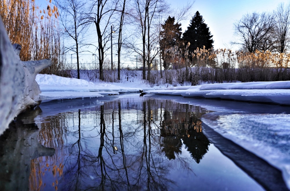 a small pond surrounded by snow and trees