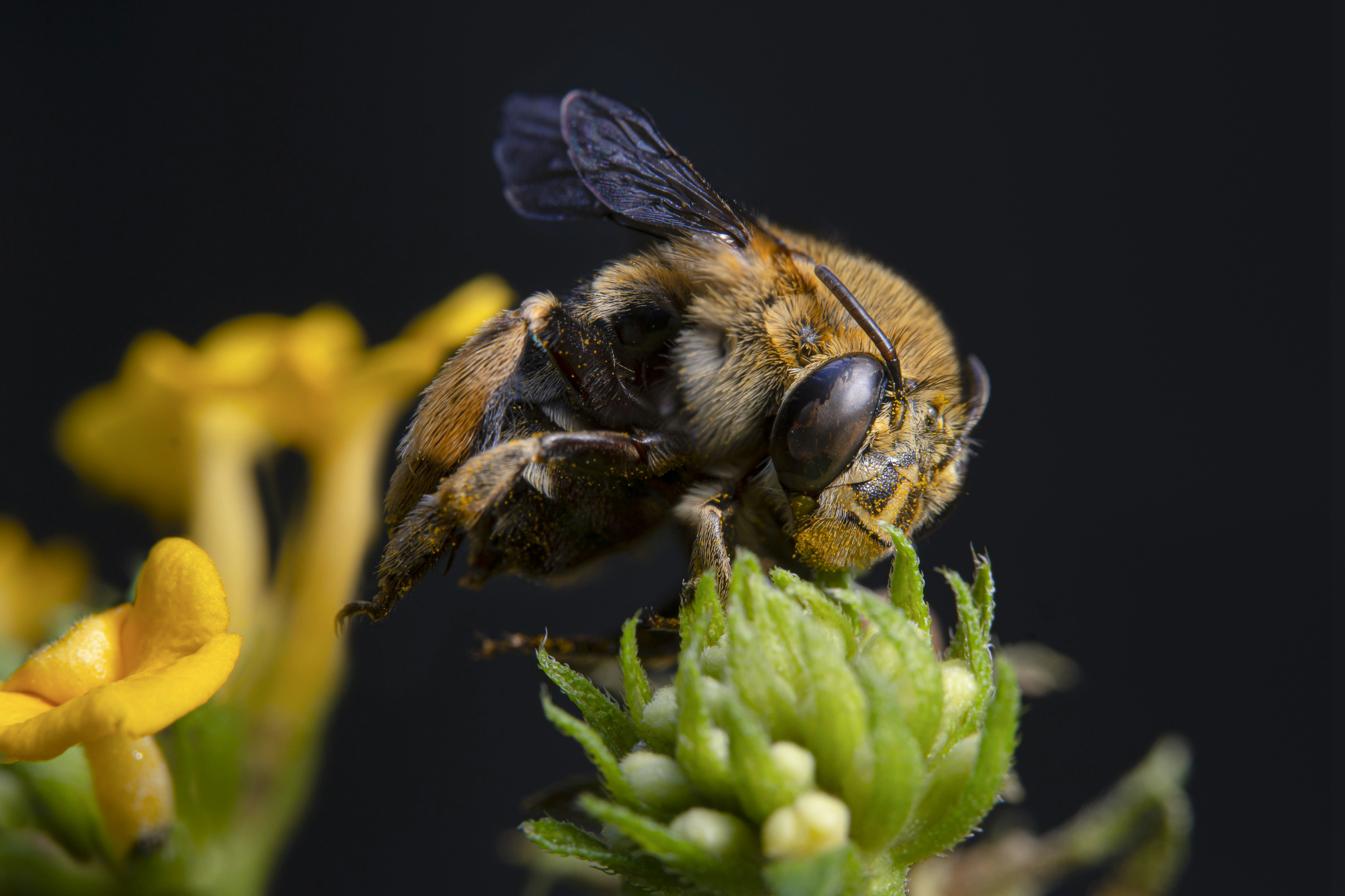 a close up of a bee on a flower