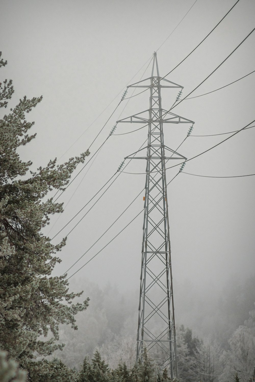 a power line in the middle of a forest on a foggy day