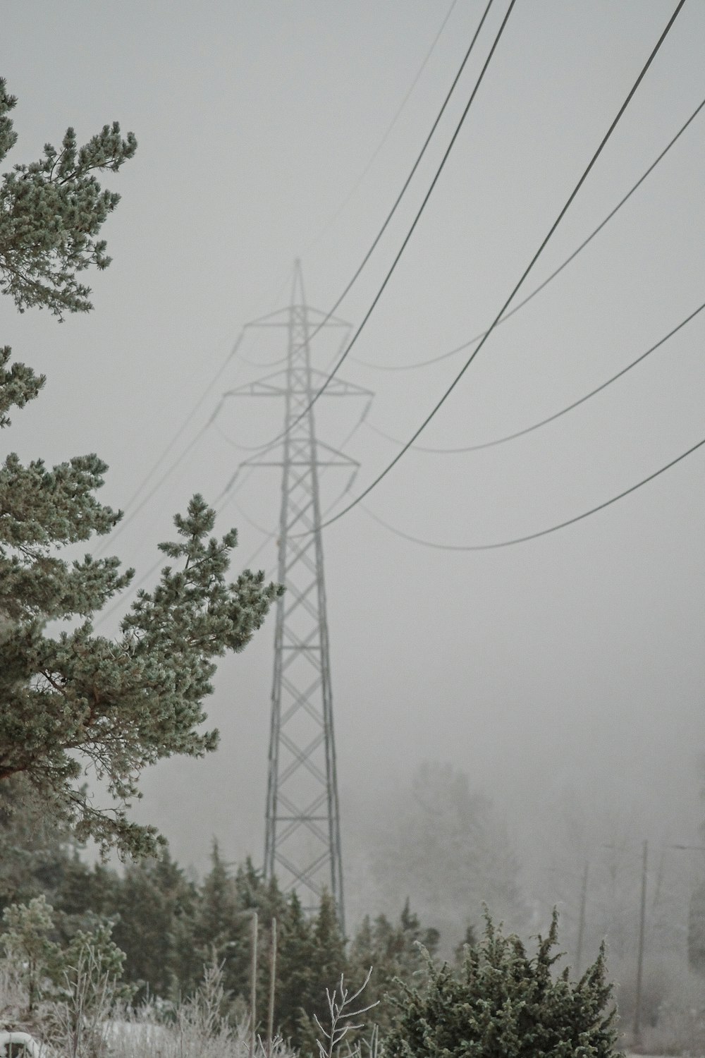 a telephone pole in the middle of a foggy forest