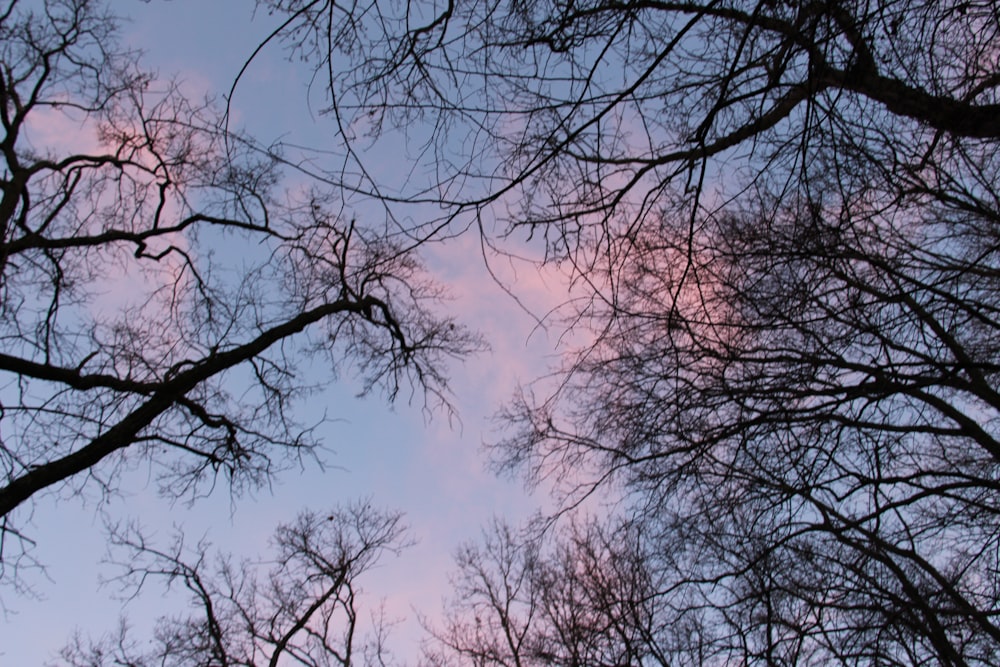 a view of the sky through the branches of trees