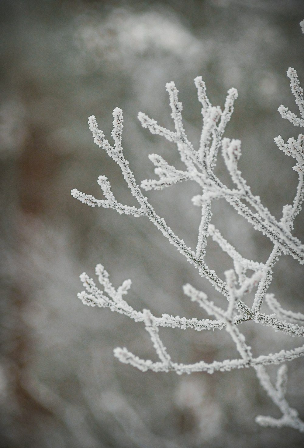 a close up of a snow covered tree branch