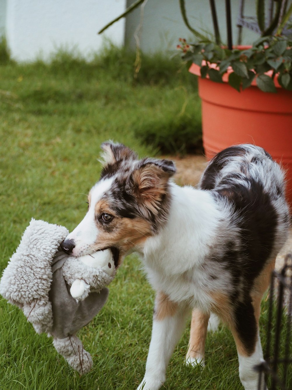 a dog holding a stuffed animal in its mouth