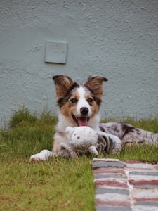Happy Pet Toy