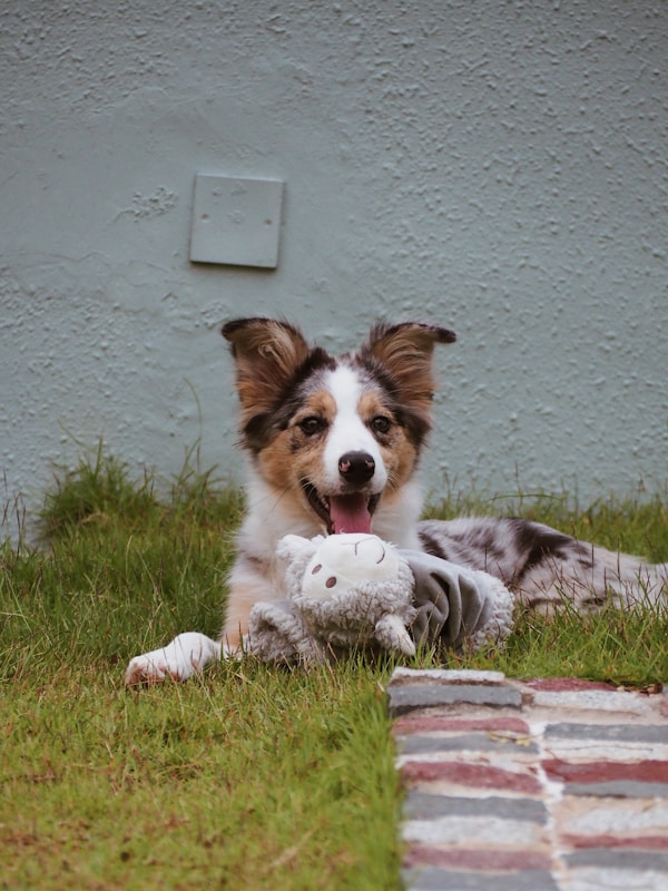 Joyful Pet Products