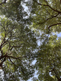 A peaceful outdoor view from the center, showing greenery and sunlight filtering through trees.