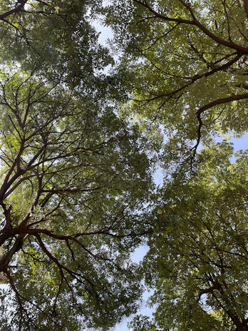 A peaceful outdoor view from the center, showing greenery and sunlight filtering through trees.