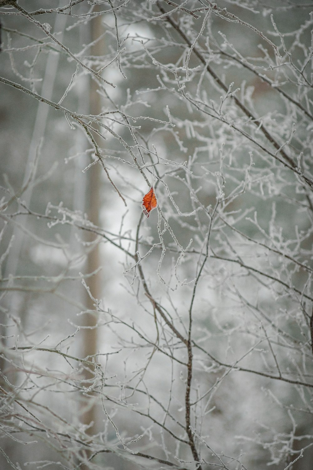 a red leaf on a tree branch in the snow