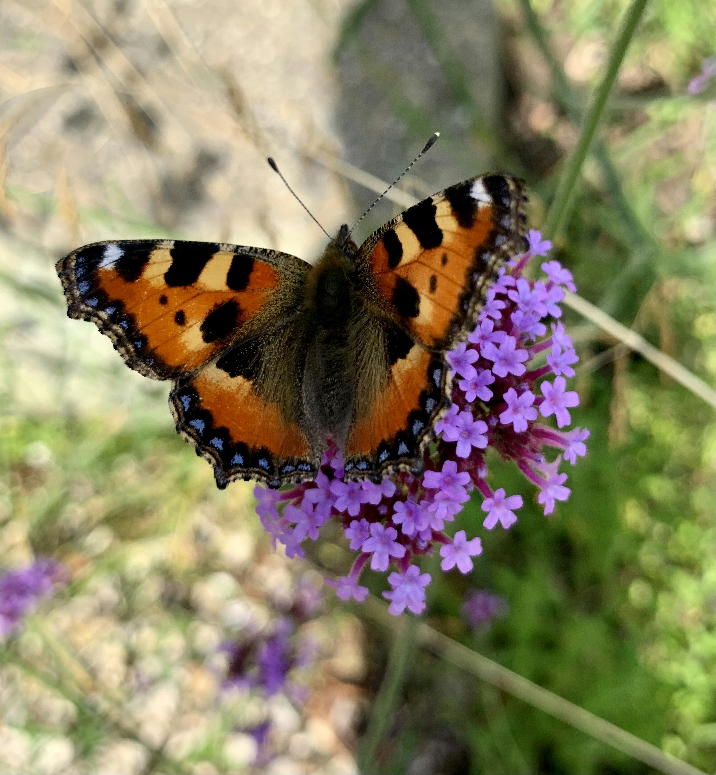 Photo by johanna_kreativ