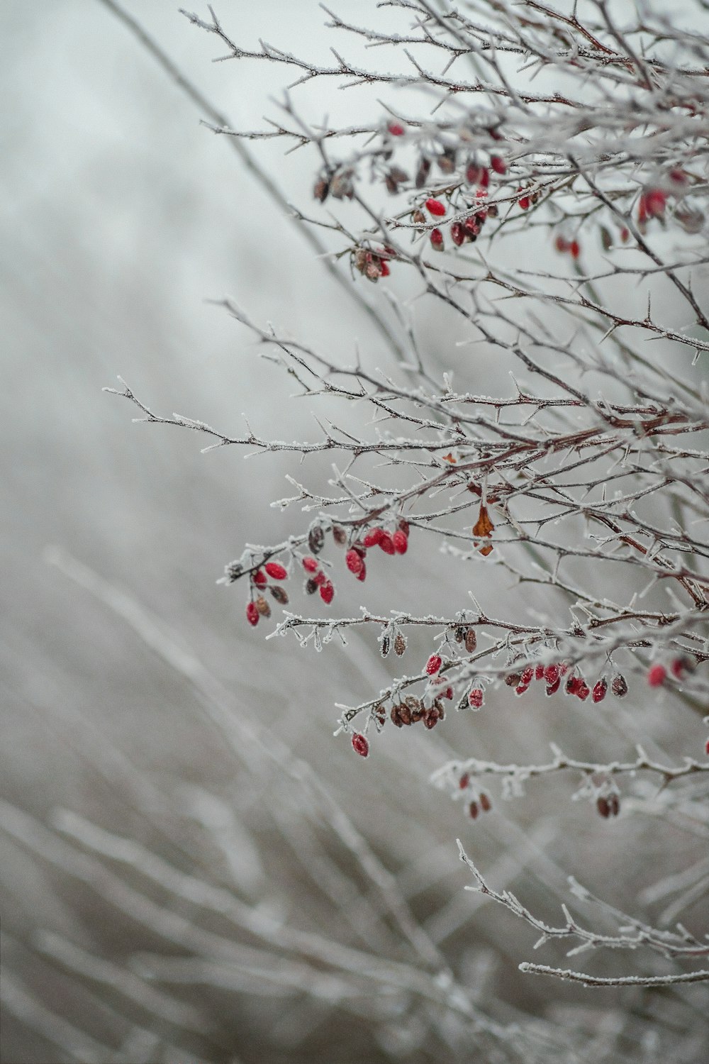 the branches of a tree are covered in ice and berries