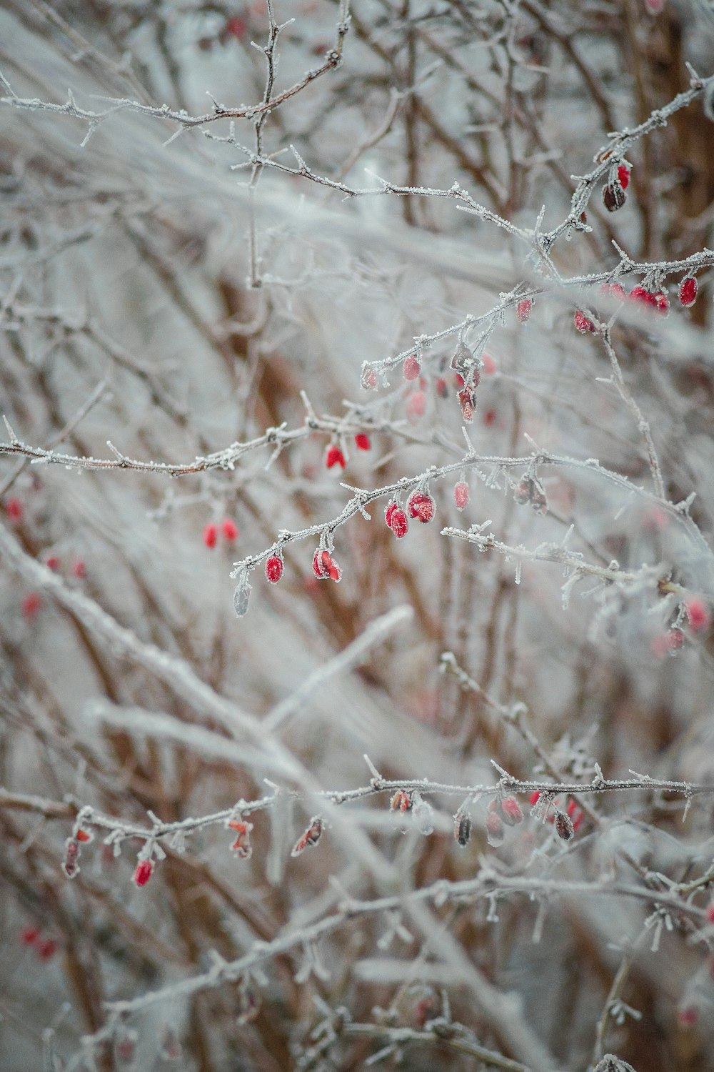 a branch with red berries on it in the snow