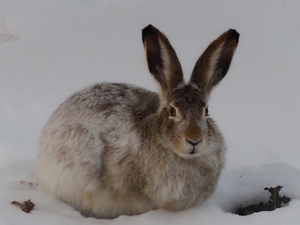 a rabbit sitting in the snow looking at the camera