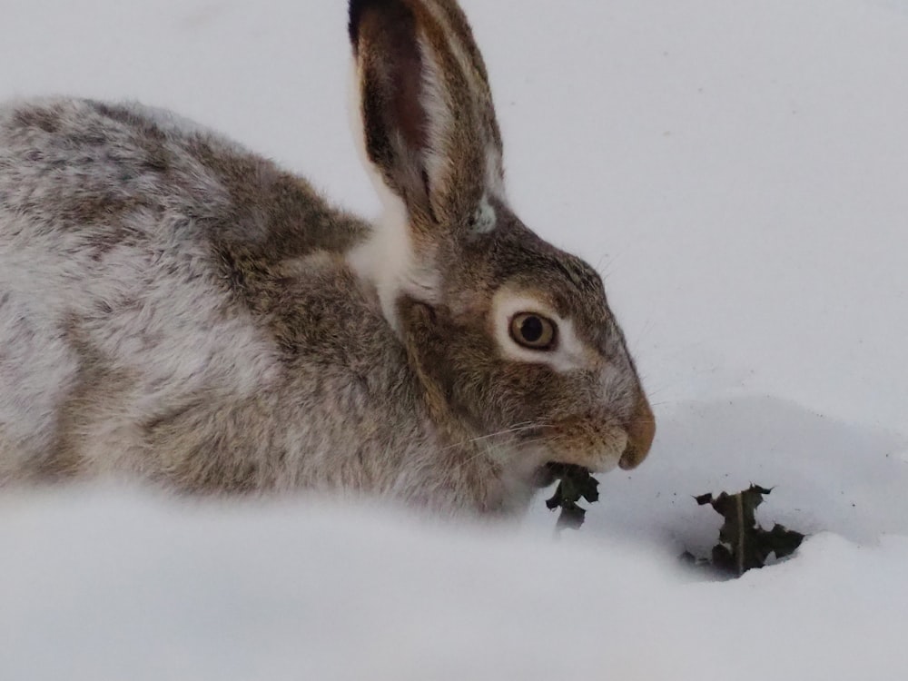 a rabbit eating something in the snow