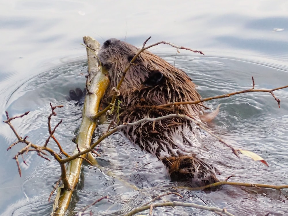 a beaver in the water chewing on a branch