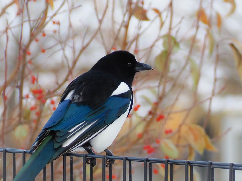 a black and blue bird sitting on top of a metal fence