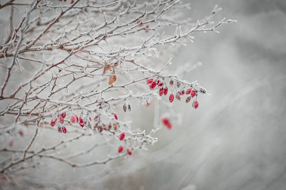 the branches of a tree are covered in snow