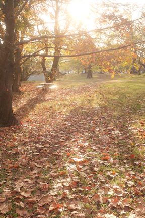 Morning light filtering through leafy branches onto a picnic table set up with breakfast essentials.