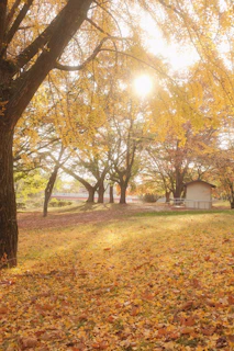Photo of a serene outdoor scene with autumn leaves and gentle sunlight