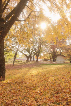 A serene autumn morning outside Grove Masonic Lodge #824, with the lodge building bathed in soft golden light and colorful leaves gently falling.