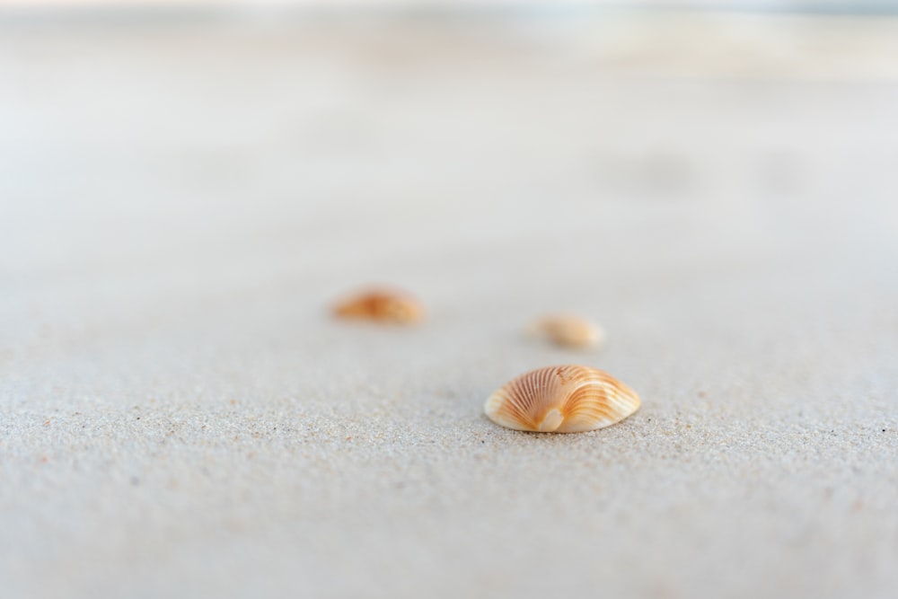 three seashells on a sandy beach near the ocean