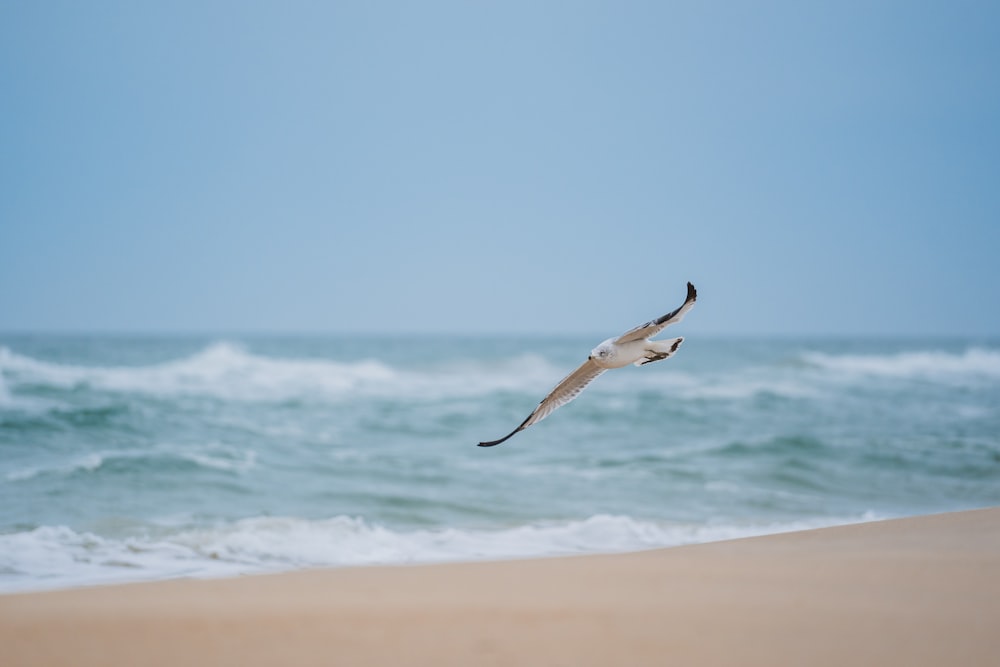 a bird flying over the ocean on a beach